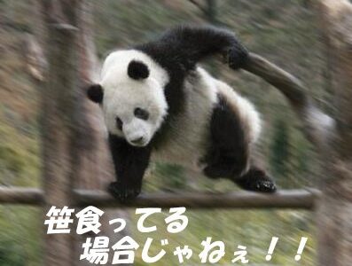 笹食ってる場合じゃねえ！明日6月1日はドラテン民にとってかつてないほど忙しい一日になると話題に